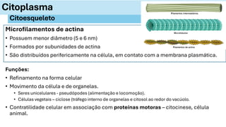 Microfilamentos de actina
• Possuem menor diâmetro (5 e 6 nm)
• Formados por subunidades de actina
• São distribuídos perifericamente na célula, em contato com a membrana plasmática.
Citoplasma
Citoesqueleto
Funções:
• Refinamento na forma celular
• Movimento da célula e de organelas.
• Seres unicelulares - pseudópodes (alimentação e locomoção).
• Células vegetais – ciclose (tráfego interno de organelas e citosol ao redor do vacúolo.
• Contratilidade celular em associação com proteínas motoras – citocinese, célula
animal.
 