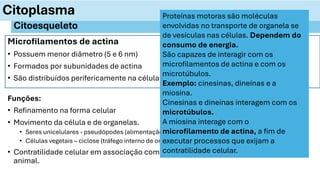 Microfilamentos de actina
• Possuem menor diâmetro (5 e 6 nm)
• Formados por subunidades de actina
• São distribuídos perifericamente na célula, em contato com a membrana plasmática.
Citoplasma
Citoesqueleto
Funções:
• Refinamento na forma celular
• Movimento da célula e de organelas.
• Seres unicelulares - pseudópodes (alimentação e locomoção).
• Células vegetais – ciclose (tráfego interno de organelas e citosol ao redor do vacúolo.
• Contratilidade celular em associação com proteínas motoras – citocinese, célula
animal.
Proteínas motoras são moléculas
envolvidas no transporte de organela se
de vesículas nas células. Dependem do
consumo de energia.
São capazes de interagir com os
microfilamentos de actina e com os
microtúbulos.
Exemplo: cinesinas, dineínas e a
miosina.
Cinesinas e dineínas interagem com os
microtúbulos.
A miosina interage com o
microfilamento de actina, a fim de
executar processos que exijam a
contratilidade celular.
 