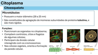 Microtúbulos
• Possuem o maior diâmetro (20 a 25 nm)
• São constituídos da agregação de inúmeras subunidades de proteína tubulina, e
são mais rígidos.
Citoplasma
Citoesqueleto
Funções:
• Posicionam as organelas no citoplasma;
• Compõem centríolos, cílios e flagelos
de algumas células;
• Participam da divisão celular
interagindo com os cromossomos;
• Nas células vegetais, orienta a formação
da parede celular.
 