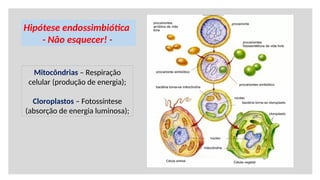 Citoplasma; organelas; mitocôndrias; cloroplastos; endossimbiótica; | PPTX