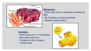 Citoplasma; organelas; mitocôndrias; cloroplastos; endossimbiótica; | PPTX