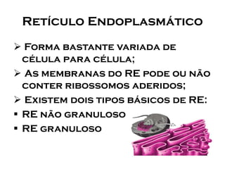 Retículo Endoplasmático 
Forma bastante variada de célula para célula; 
As membranas do RE pode ou não conter ribossomos aderidos; 
Existem dois tipos básicos de RE: 
RE não granuloso 
RE granuloso  
