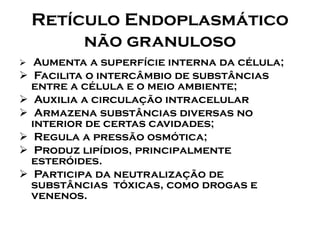 Retículo Endoplasmático não granuloso 
Aumenta a superfície interna da célula; 
Facilita o intercâmbio de substâncias entre a célula e o meio ambiente; 
Auxilia a circulação intracelular 
Armazena substâncias diversas no interior de certas cavidades; 
Regula a pressão osmótica; 
Produz lipídios, principalmente esteróides. 
Participa da neutralização de substâncias tóxicas, como drogas e venenos.  