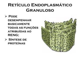 Retículo Endoplasmático Granuloso 
Pode desempenhar basicamente todas as funções atribuídas ao RENG; 
Síntese de proteínas  