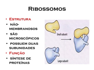 Ribossomos 
•Estrutura 
•não- membranosos 
•são microscópicos 
•possuem duas subunidades 
•Função 
•síntese de proteínas  