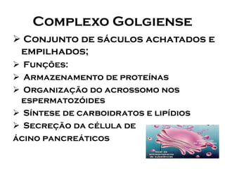 Complexo Golgiense 
Conjunto de sáculos achatados e empilhados; 
Funções: 
Armazenamento de proteínas 
Organização do acrossomo nos espermatozóides 
Síntese de carboidratos e lipídios 
Secreção da célula de 
ácino pancreáticos  