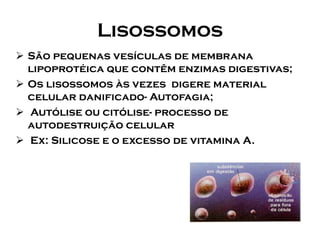 Lisossomos 
São pequenas vesículas de membrana lipoprotéica que contêm enzimas digestivas; 
Os lisossomos às vezes digere material celular danificado-Autofagia; 
Autólise ou citólise-processo de autodestruição celular 
Ex: Silicose e o excesso de vitamina A.  