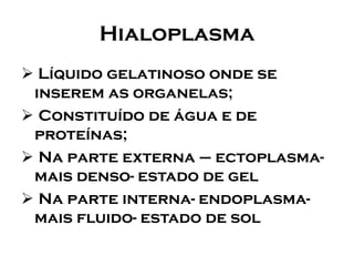 Hialoplasma 
Líquido gelatinoso onde se inserem as organelas; 
Constituído de água e de proteínas; 
Na parte externa –ectoplasma- mais denso-estado de gel 
Na parte interna-endoplasma- mais fluido-estado de sol  