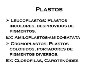 Plastos 
Leucoplastos: Plastos incolores, desprovidos de pigmentos. 
Ex: Amiloplastos-amido-batata 
Cromoplastos: Plastos coloridos, portadores de pigmentos diversos. 
Ex: Clorofilas, Carotenóides  