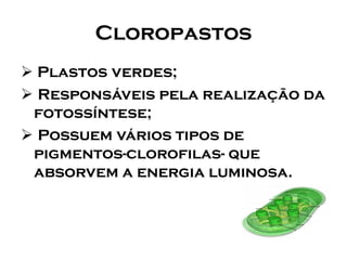 Cloropastos 
Plastos verdes; 
Responsáveis pela realização da fotossíntese; 
Possuem vários tipos de pigmentos-clorofilas-que absorvem a energia luminosa.  
