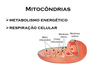 Mitocôndrias 
metabolismo energético 
respiração celular  