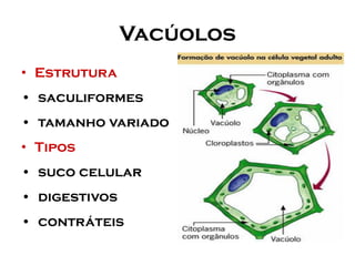 Vacúolos 
•Estrutura 
•saculiformes 
•tamanho variado 
•Tipos 
•suco celular 
•digestivos 
•contráteis  