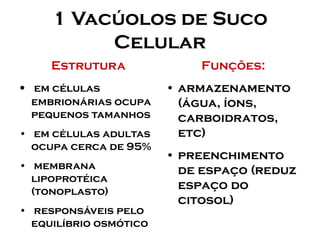 1 Vacúolos de Suco Celular 
Estrutura 
•em células embrionárias ocupa pequenos tamanhos 
•em células adultas ocupa cerca de 95% 
•membrana lipoprotéica (tonoplasto) 
•responsáveis pelo equilíbrio osmótico 
Funções: 
•armazenamento (água, íons, carboidratos, etc) 
•preenchimento de espaço (reduz espaço do citosol)  
