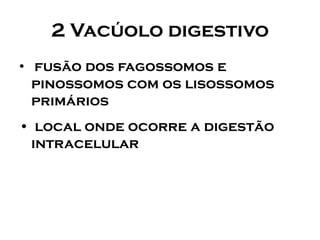 2 Vacúolo digestivo 
•fusão dos fagossomos e pinossomos com os lisossomos primários 
•local onde ocorre a digestão intracelular  