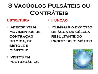 3 Vacúolos Pulsáteis ou Contráteis 
Estrutura 
•apresentam movimentos de contração rítmica, de sístole e diástole 
•vistos em protozoários 
•Função 
•eliminar o excesso de água da célula resultante do processo osmótico  