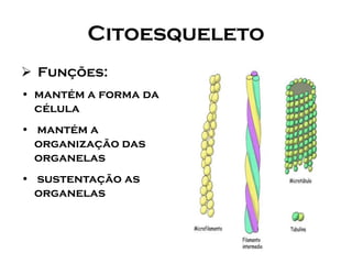 Citoesqueleto 
Funções: 
•mantém a forma da célula 
•mantém a organização das organelas 
•sustentação as organelas  