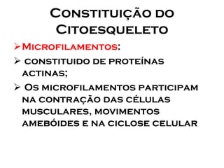Constituição do Citoesqueleto 
Microfilamentos: 
constituido de proteínas actinas; 
Os microfilamentos participam na contração das células musculares, movimentos amebóides e na ciclose celular  