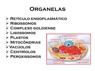 Organelas 
Retículo endoplasmático 
Ribossomos 
Complexo golgiense 
Lisossomos 
Plastos 
Mitocôndrias 
Vacúolos 
Centríolos 
Peroxissomos  
