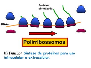 b) Função: Síntese de proteínas para uso
intracelular e extracelular.
 