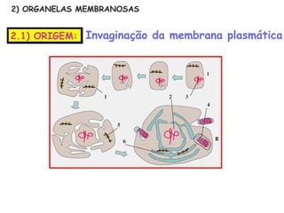 2) ORGANELAS MEMBRANOSAS


2.1) ORIGEM: Invaginação da membrana plasmática
 