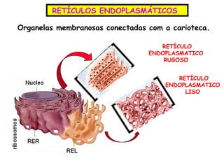 RETÍCULOS ENDOPLASMÁTICOS

Organelas membranosas conectadas com a carioteca.

                                    RETÍCULO
                                 ENDOPLASMATICO
                                     RUGOSO


                                        RETÍCULO
                                     ENDOPLASMATICO
                                          LISO
 