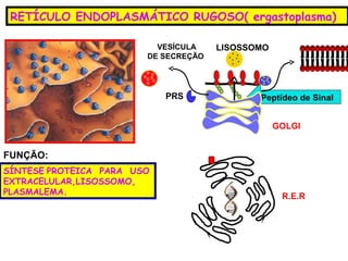 RETÍCULO ENDOPLASMÁTICO RUGOSO( ergastoplasma)

                          VESÍCULA    LISOSSOMO
                        DE SECREÇÃO




                            PRS              Peptídeo de Sinal


                                                  GOLGI


FUNÇÃO:
SÍNTESE PROTEICA PARA USO
EXTRACELULAR,LISOSSOMO,
PLASMALEMA.                                        R.E.R
 