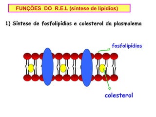 FUNÇÕES DO R.E.L (síntese de lipídios)

1) Síntese de fosfolipídios e colesterol da plasmalema



                                          fosfolipídios




                                       colesterol
 