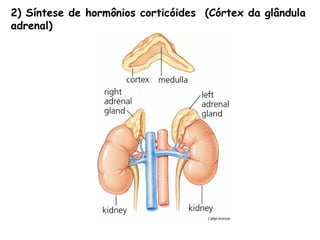 2) Síntese de hormônios corticóides (Córtex da glândula
adrenal)
 