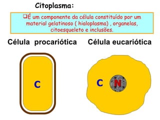 Citoplasma:
É um componente da célula constituído por um
 material gelatinoso ( hialoplasma) , organelas,
           citoesqueleto e inclusões.
 