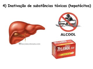 4) Inativação de substâncias tóxicas (hepatócitos)
 