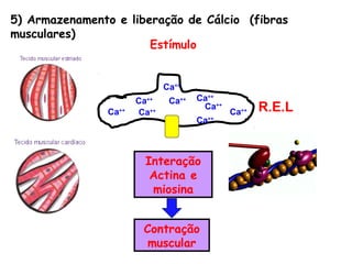 5) Armazenamento e liberação de Cálcio (fibras
musculares)
                       Estímulo


                              Ca++
                       Ca++    Ca++   Ca++
                Ca++   Ca++
                                       Ca++
                                              Ca++   R.E.L
                                      Ca++



                        Interação
                         Actina e
                         miosina


                        Contração
                         muscular
 