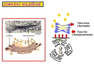 COMPLEXO GOLGIÊNSE




                         Face trans
                        ( Secreção)

                          Face Cis
                     ( Armazenamento)
 