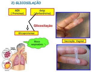 2) GLICOSILAÇÃO

    RER                  Golgi
( Proteínas)        ( Carboidratos)




                    Glicosilação

       Glicoproteinas


                     Muco             Secreção Vaginal
                  respiratório
 