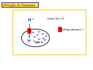Ativação do lisossomo



                                     Citosol pH= 7.5
                H+

                                                  ATPase (Bomba H + )
                   H+    H+
                        H+ H
                             +

                     H+          H+
                          H + HH +
                               +

                H+   H pH= 5
                       +
 