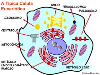 A Típica Célula   GOLGI
                          PEROXISSOMOS
Eucariótica                        POLISSOMO

 LISOSSOMO



CENTRIOLOS




MITOCÔNDRIA




RETÍCULO
ENDOPLASMÁTICO
RUGOSO                     RETÍCULO LISO

                                    Cristina Brandão
 