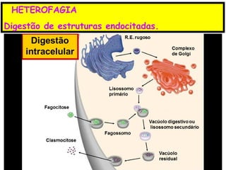 HETEROFAGIA
Digestão de estruturas endocitadas.
 