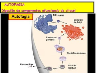 AUTOFAGIA
Digestão de componentes afuncionais do citosol
 