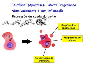 “Autólise” (Apoptose)- Morte Programada
•Sem vazamento e sem inflamação
Regressão da cauda do girino

                               Corpúsculos
                               apoptóticos



                                  Fragmentos do
                                      núcleo




              Condensação da
                cromatina
 