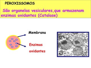 ¨PEROXISSOMOS
 São organelas vesiculares,que armazenam
enzimas oxidantes (Catalase)



             Membrana


             Enzimas
             oxidantes
 