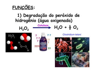 FUNÇÕES:
  1) Degradação do peróxido de
 hidrogênio (água oxigenada)
           Catalase
  H2O2                H2O + ½ O2
                         Clostridium tetani
 
