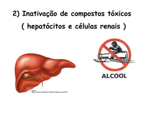 2) Inativação de compostos tóxicos
  ( hepatócitos e células renais )
 
