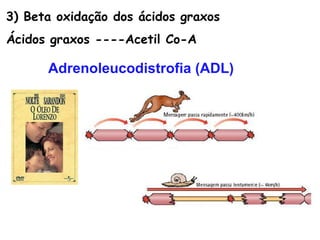 3) Beta oxidação dos ácidos graxos
Ácidos graxos ----Acetil Co-A

      Adrenoleucodistrofia (ADL)
 