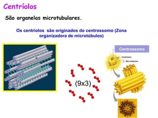 Centríolos
São organelas microtubulares.

    Os centríolos são originados do centrossomo (Zona
               organizadora de microtúbulos)


                                                 Centrossomo




                              (9x3)
 