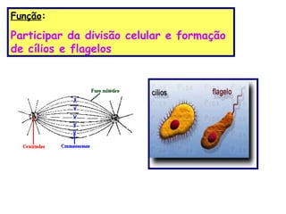 Função:

Participar da divisão celular e formação
de cílios e flagelos
 