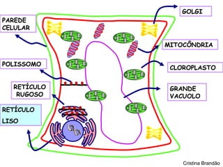 GOLGI
PAREDE
CELULAR

             MITOCÔNDRIA


POLISSOMO
              CLOROPLASTO


  RETÍCULO    GRANDE
   RUGOSO     VACUOLO

RETÍCULO
LISO




                 Cristina Brandão
 