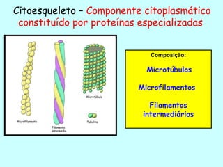 Citoesqueleto – Componente citoplasmático
 constituído por proteínas especializadas


                            Composição:

                           Microtúbulos

                         Microfilamentos

                            Filamentos
                          intermediários
 