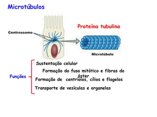 Microtúbulos


                                Proteína tubulina




          Sustentação celular
             Formação do fuso mitótico e fibras do
Funções                     áster
          Formação de centríolos, cílios e flagelos
          Transporte de vesículas e organelas
 
