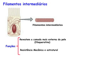 Filamentos intermediários




           Revestem a camada mais externa da pele
                       (filoqueratina)
 Funções
           Resistência Mecânica e estrutural
 