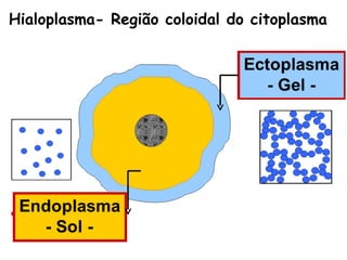 Hialoplasma- Região coloidal do citoplasma
 