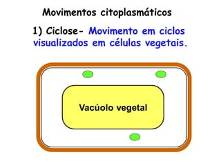 Movimentos citoplasmáticos
1) Ciclose- Movimento em ciclos
visualizados em células vegetais.
 